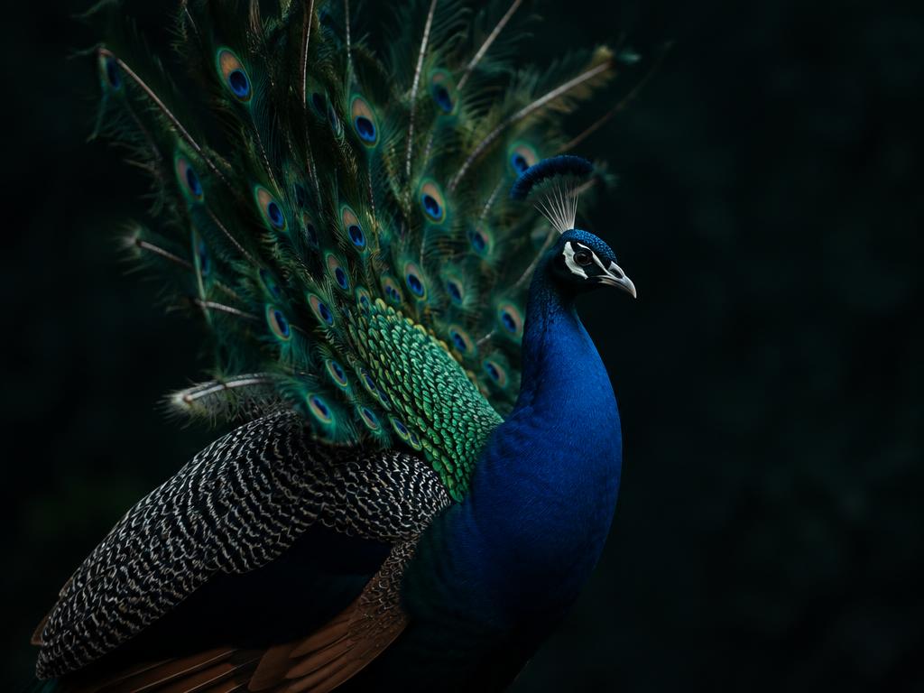 Pfau – Webdesign