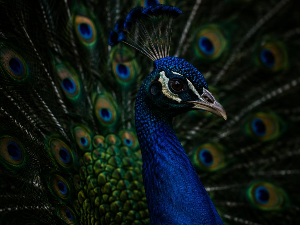 Pfau – Sichtbarkeit